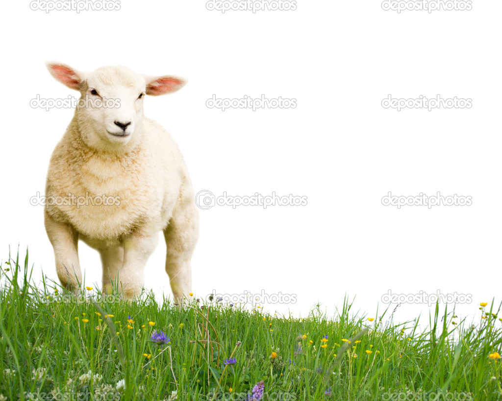 Sheep isolated