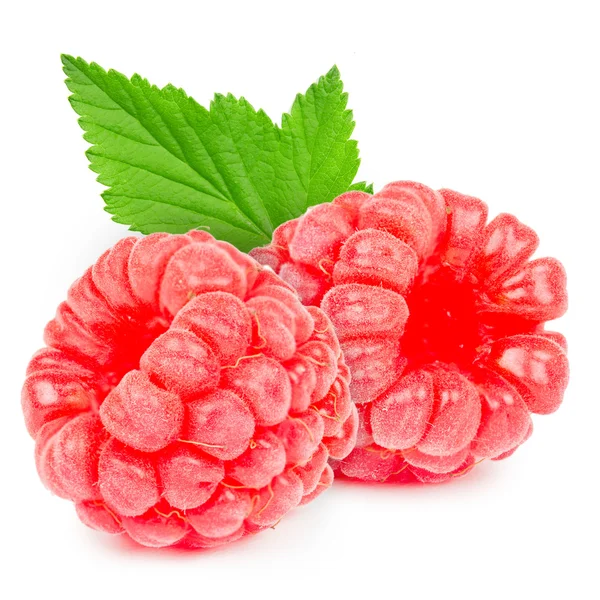 Raspberry isolated — Stock Photo, Image