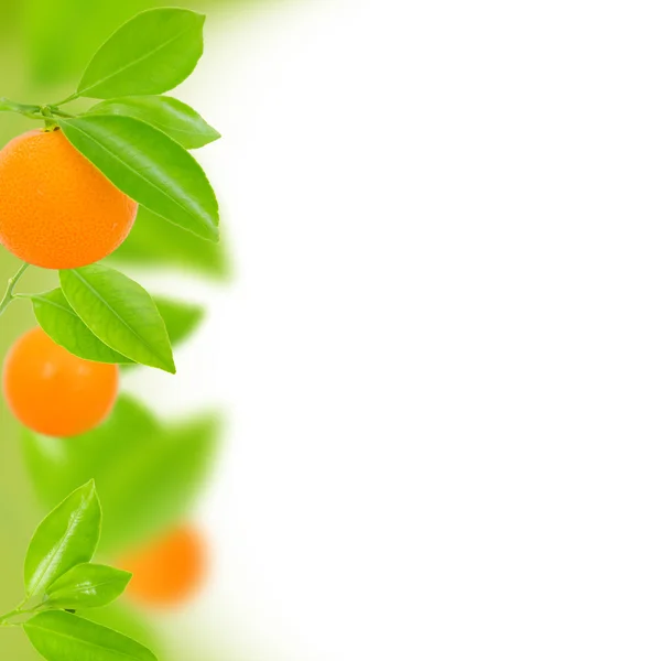 Oranges — Stock Photo, Image