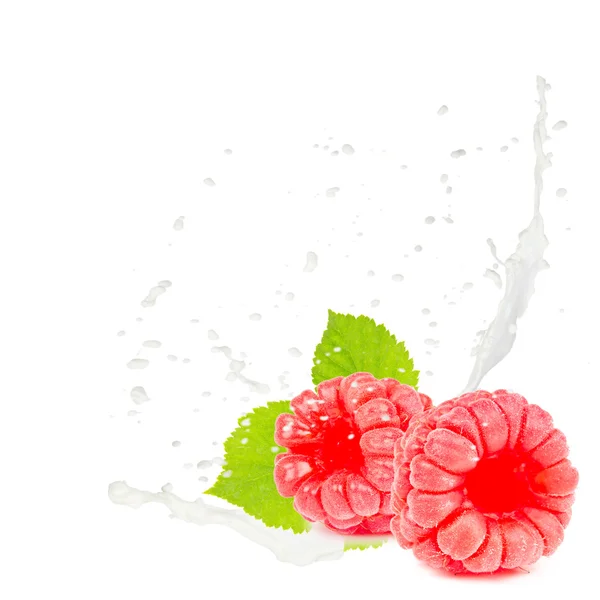 Milk splash raspberry — Stock Photo, Image