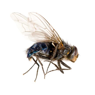 izole fly