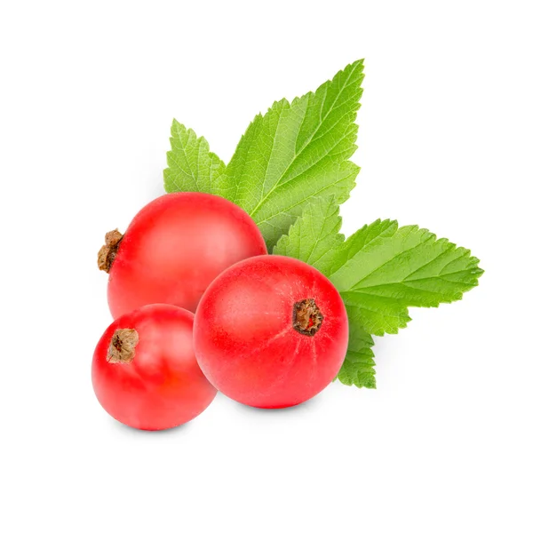 Currant — Stock Photo, Image