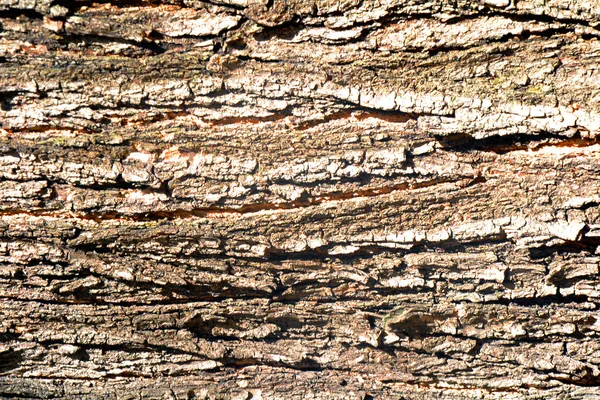 Анотація поверхні деревини — стокове фото