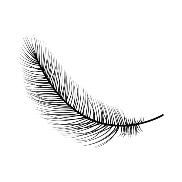 Hand Drawn Bird Feather Vector Illustration — Stock Vector