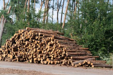 Kesilmiş bir çam ağacı gövdesi yığını yol kenarına yığılmış.