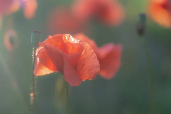 Una Foto Cerca Una Flor Amapola Luz Noche Otras Flores —  Fotos de Stock