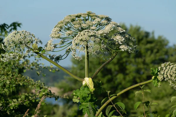 Close Picture Blooming Sosnowsky Hogweed Invasive Plant Species Dangerous People — Stockfoto