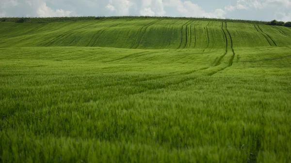 Weizenfeld — Stockfoto