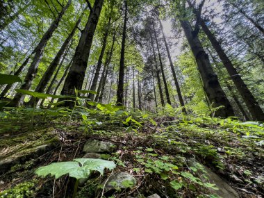 Dağlardaki taze Polonya ormanları.