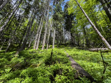 Dağlardaki taze Polonya ormanları.