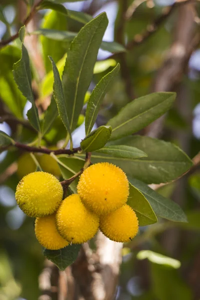 Arbutus frukter — Stockfoto