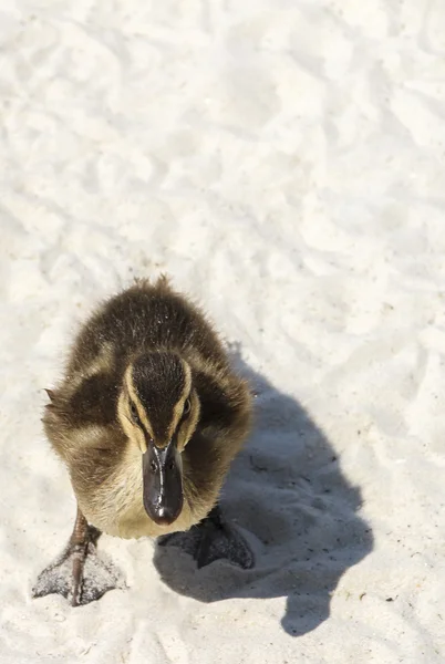 Duckling staring at observer — Stock Photo, Image