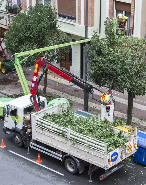 Logroño, Spain - October 22, 2013 - Gardeners pruning trees