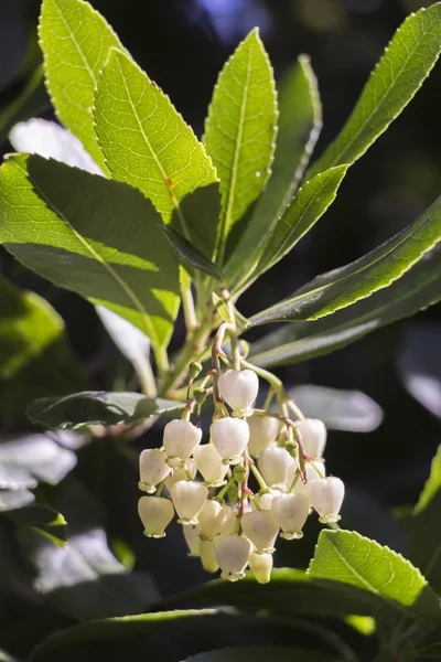 Madrone çiçek