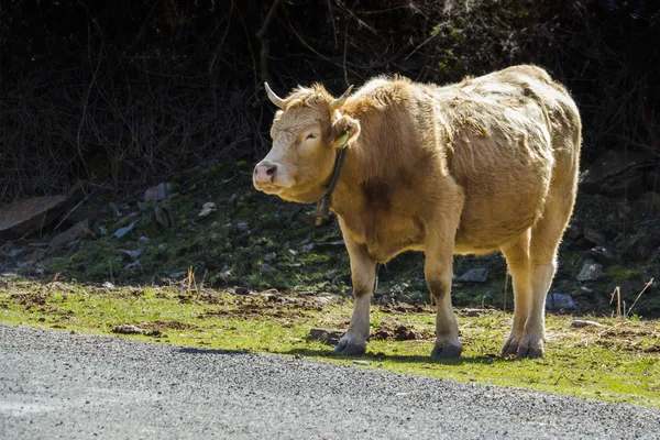 Tame bull 1 — Stock Photo, Image