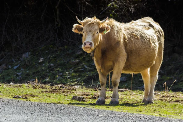 Tame bull 2 — Stock Photo, Image