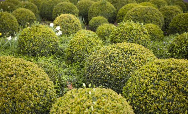 Champ de boîtes vertes arbres dans le centre de Londres — Photo