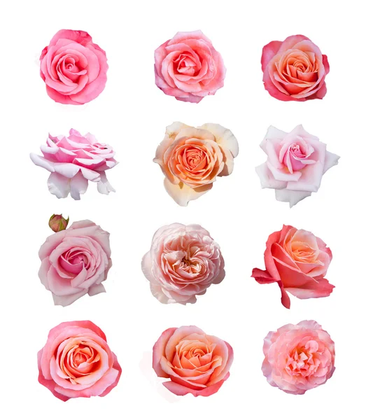 Rose-collectie, — Stockfoto