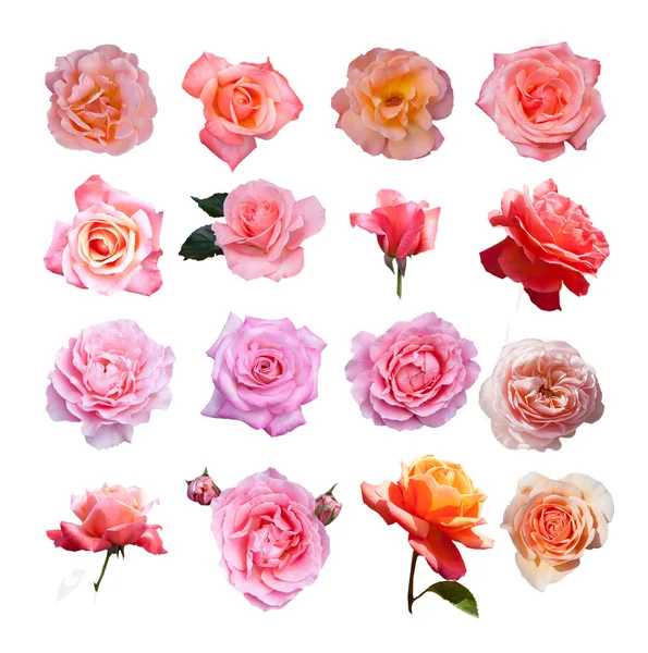 Collezione Rose , — Foto Stock