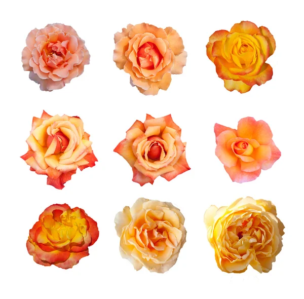 Rose collection, — Stock Photo, Image