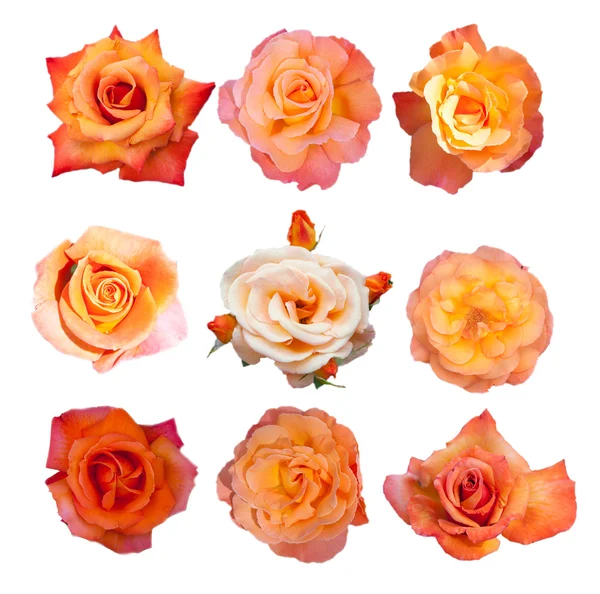 Rose-collectie, — Stockfoto