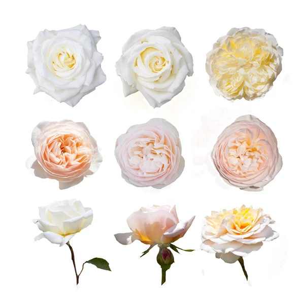 Rose collection, — Stock Photo, Image