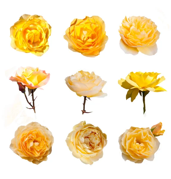 Rose collection, — Stock Photo, Image