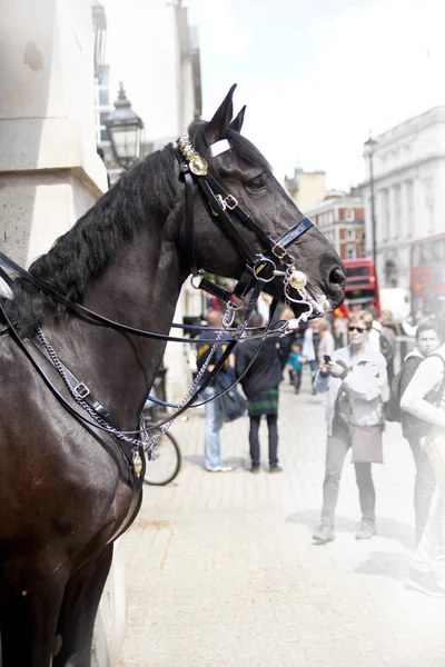 LONDRES, Reino Unido - 14 de mayo de 2014: - Miembros de la Guardia de Caballos de la Reina en servicio. Horse Guards Parade, Londres — Foto de Stock