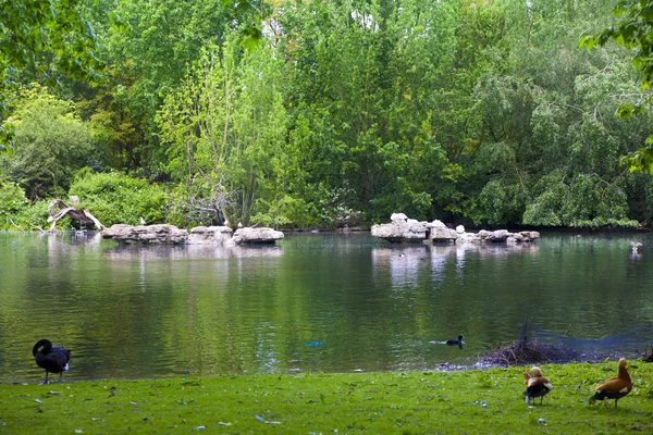 Londra, İngiltere - 14 Mayıs 2014:-St James park, doğa adanın ortasında meşgul Londra, (City Westminster) ve en eski kraliyet parkları