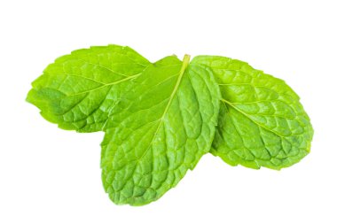 beyaz zemin üzerine taze nane ot