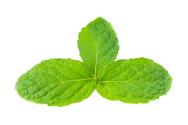 beyaz zemin üzerine taze nane ot