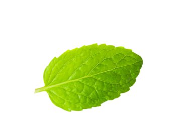 Beyaz arka plan taze nane yaprakları