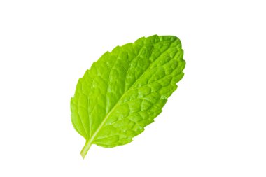 Beyaz arka plan taze nane yaprakları