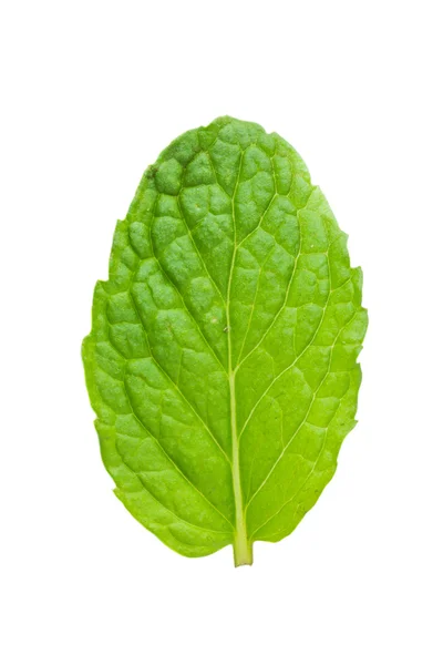 Erba fresca menta su sfondo bianco — Foto Stock