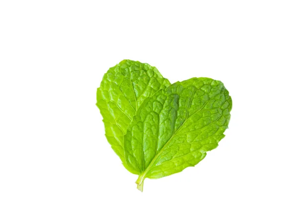 Herbal mint segar pada latar belakang putih — Stok Foto
