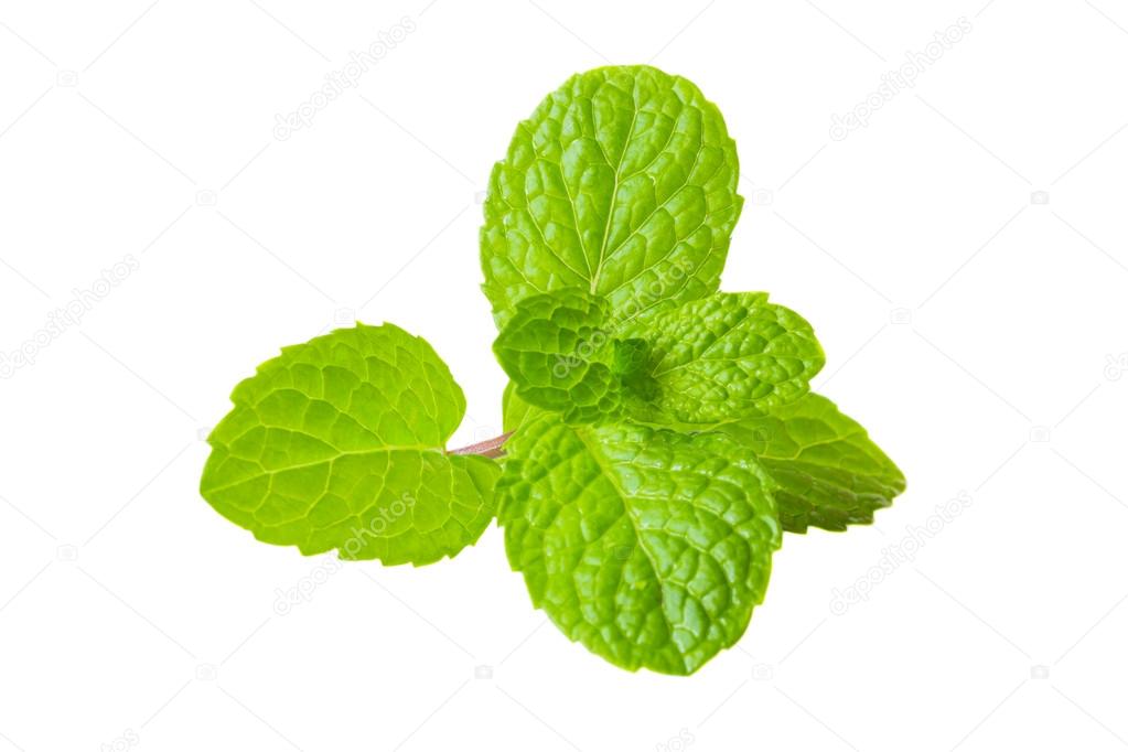 Fresh mint herb on white background