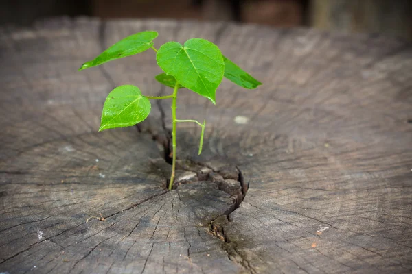 Árbol verde sobre fondo de madera — Foto de Stock