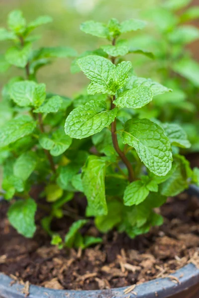 Mint dapur — Stok Foto