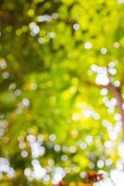 Yeşil bokeh arka plan