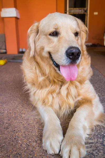 Dog golden retriever — Stock Photo, Image