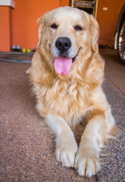 狗黄金猎犬 免版税图库照片