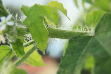 Conde, Bahia, Brezilya - 8 Ekim 2021: Cansancao süt fabrikası - jatropha urens - Bahia 'nın kuzey kıyısındaki Conde kırsalında görüldü..