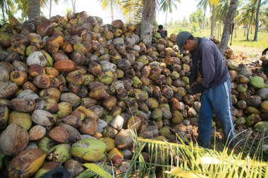 Conde, Bahia, Brezilya - 7 Ekim 2021: Bahia 'nın kuzey kıyısındaki Conde belediyesinin kırsal kesiminde bir çiftlikte hindistan cevizi meyvesi soyan bir işçi.
