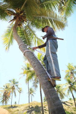Conde, Bahia, Brezilya - 9 Ekim 2021: işçiler Bahia 'nın kuzey kıyısındaki Conde kentindeki bir çiftlikte hindistan cevizi ağacına tırmanmak için koşum takımı kullanıyor..