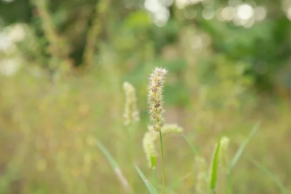 Conde Bahia Brazil Október 2021 Butterbur Növény Cenchrus Echinatus Látható — Stock Fotó