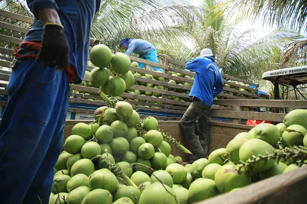 Conde Bahia Brazilië Oktober 2021 Groene Kokosoogst Een Boerderij Het — Stockfoto