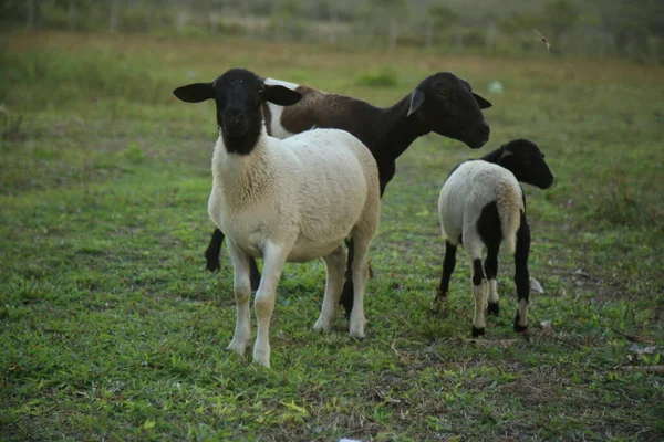 2021年10月6日 在巴伊亚州北部城市孔德的一个农场放羊 — 图库照片
