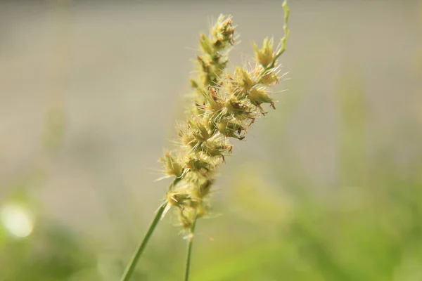 Conde Bahia Brazil Október 2021 Butterbur Növény Cenchrus Echinatus Látható — Stock Fotó