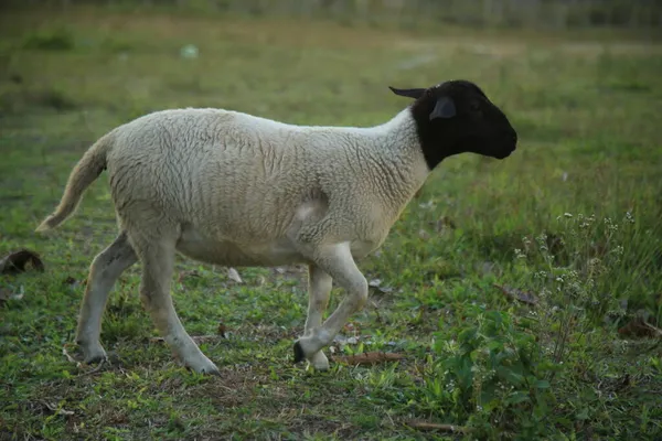 Conde Bahia Brazilië Oktober 2021 Schapen Fokken Een Boerderij Het — Stockfoto