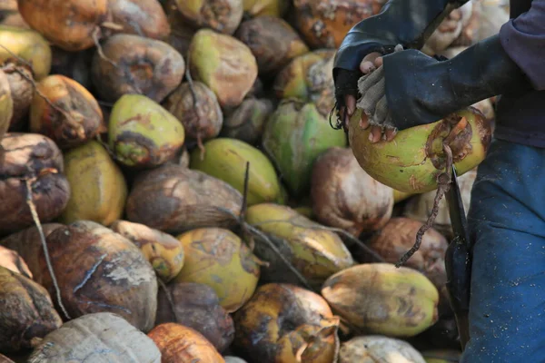 Conde Bahia Brasil Octubre 2021 Trabajador Pele Frutos Coco Secos —  Fotos de Stock